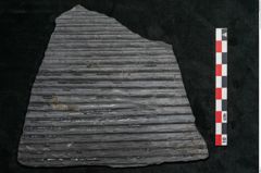 Foto (Detailansicht) von Sigillaria elongata Brongniart (NHMW-GEO-2024-0188-11065)